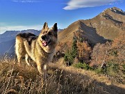 PIZZO BADILE (2044 m) ad anello colorato d’autunno da Piazzatorre-31ott22- FOTOGALLERY
